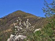 44 Amelanchier ovalis (Pero corvino) con vista sul Monte Cornizzolo